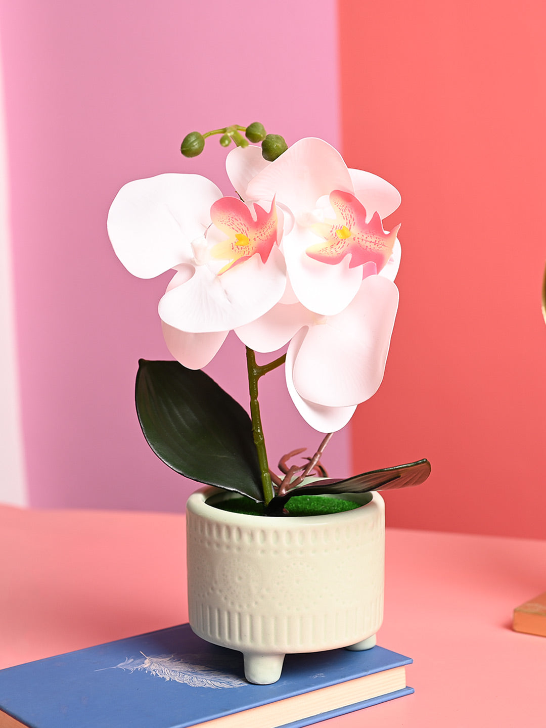 White Orchid Flowers With Green Pot - Desktop Plants