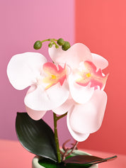 White Orchid Flowers With Green Pot - Desktop Plants