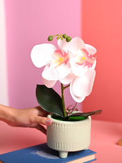 White Orchid Flowers With Green Pot - Desktop Plants