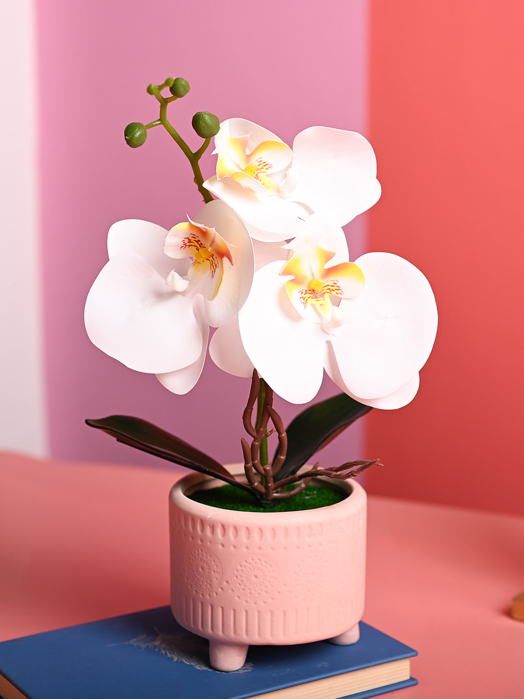 White Orchid Flowers With Pink Pot -Desktop Plants