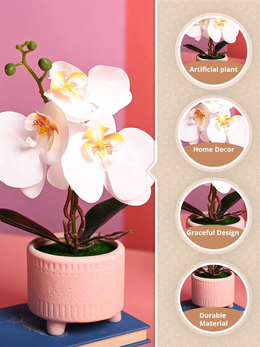 White Orchid Flowers With Pink Pot -Desktop Plants