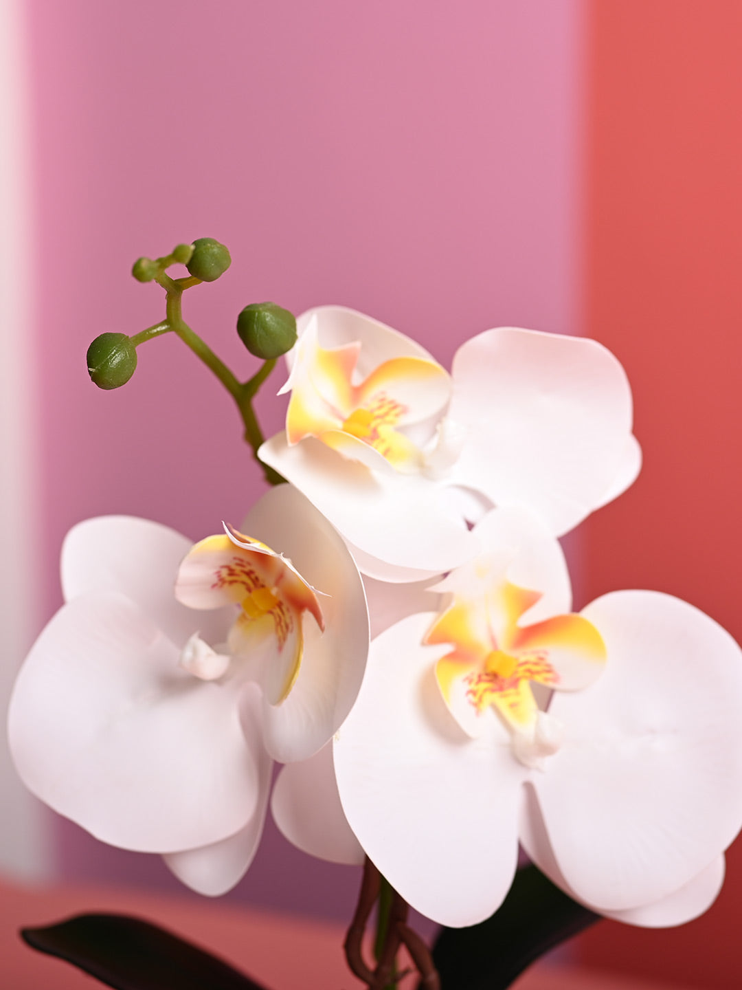 White Orchid Flowers With Pink Pot -Desktop Plants