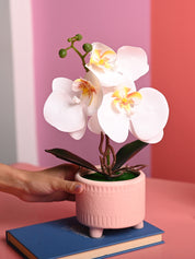 White Orchid Flowers With Pink Pot -Desktop Plants