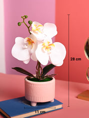 White Orchid Flowers With Pink Pot -Desktop Plants