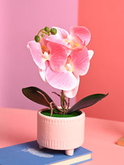 Pink Orchid Flowers With Pot - Desktop Plants