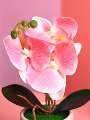 Pink Orchid Flowers With Pot - Desktop Plants