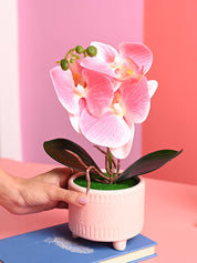 Pink Orchid Flowers With Pot - Desktop Plants