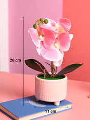 Pink Orchid Flowers With Pot - Desktop Plants