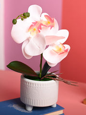 White Orchid Flower With White Pot - Table Top Plants