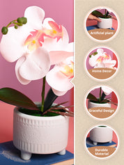 White Orchid Flower With White Pot - Table Top Plants