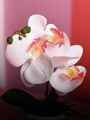 White Orchid Flower With White Pot - Table Top Plants