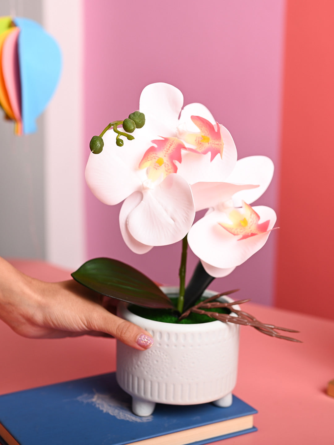 White Orchid Flower With White Pot - Table Top Plants