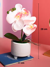 White Orchid Flower With White Pot - Table Top Plants