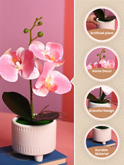 Pink Orchid Flowers With White Pot - Indoor Office Plants