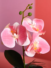 Pink Orchid Flowers With White Pot - Indoor Office Plants