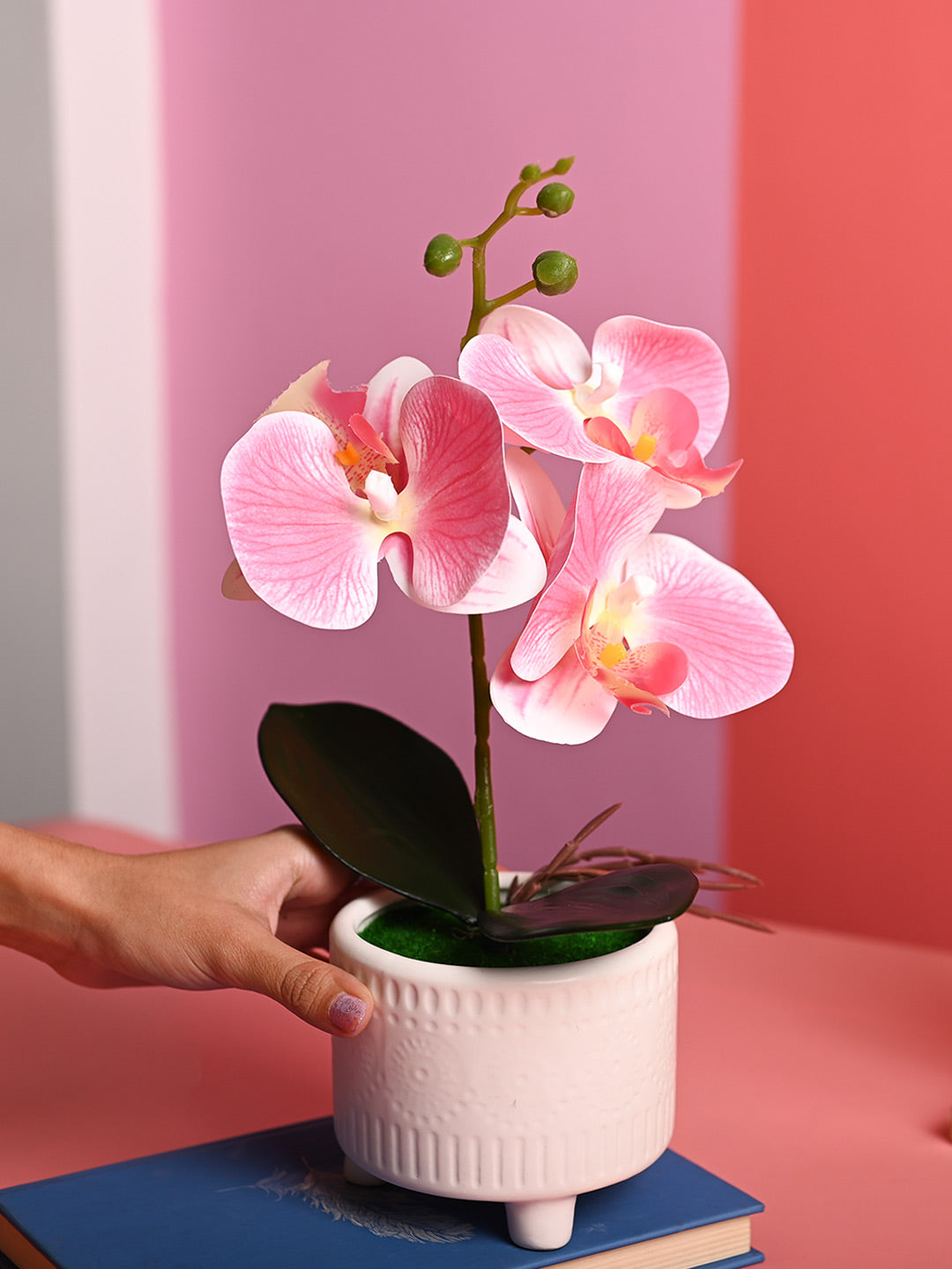 Pink Orchid Flowers With White Pot - Indoor Office Plants