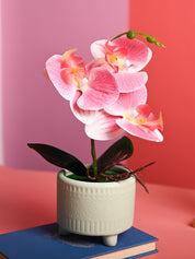 Pink Orchid Flowers With Green Pot - Table Top Plants