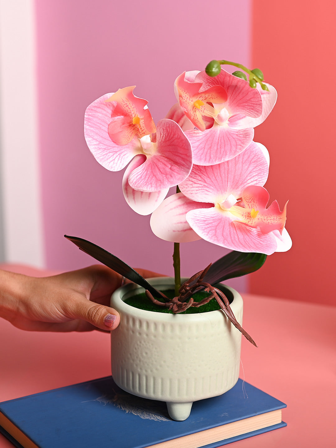 Pink Orchid Flowers With Green Pot - Table Top Plants