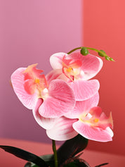 Pink Orchid Flowers With Green Pot - Table Top Plants