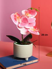 Pink Orchid Flowers With Green Pot - Table Top Plants