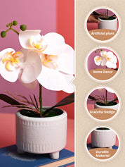 White Orchid Flowers With Green Pot - Table Top Plants