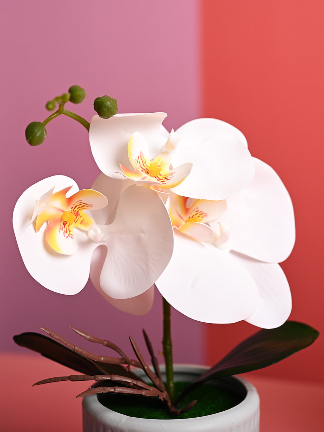 White Orchid Flowers With Green Pot - Table Top Plants