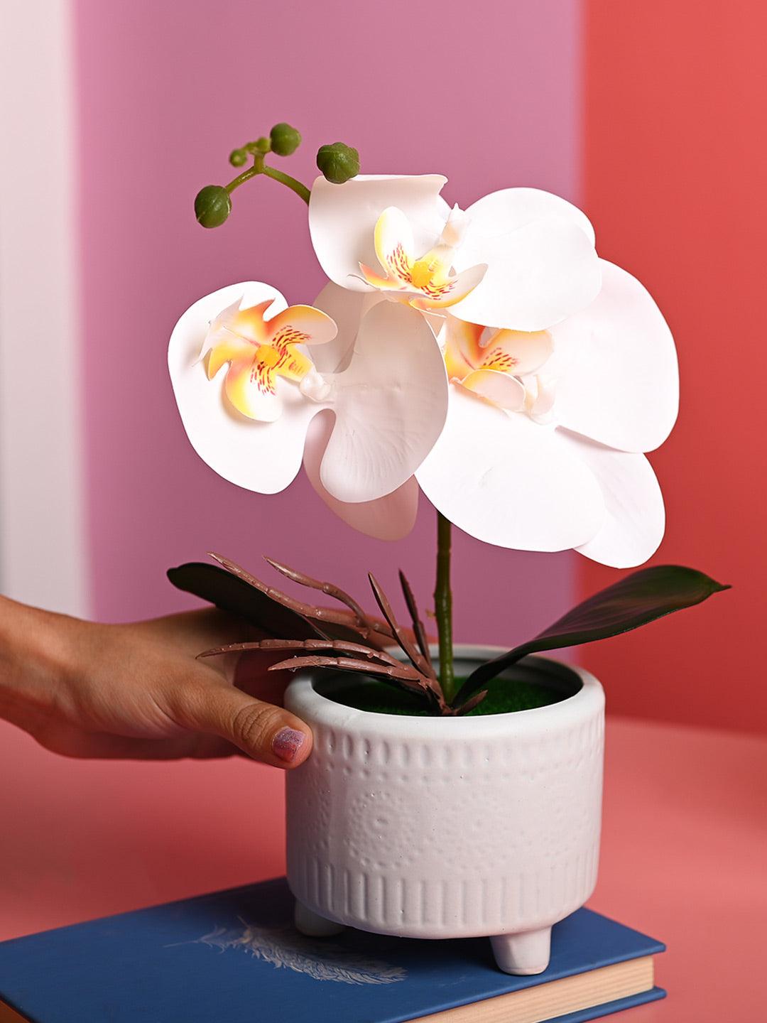 pot orchid plant White Orchid Flowers With Green Pot
