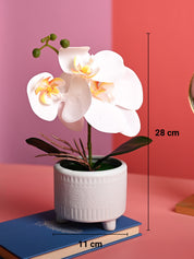 White Orchid Flowers With Green Pot - Table Top Plants