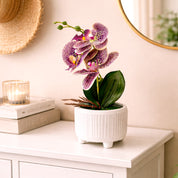 Pink & Purple Orchid Flowers With White Pot