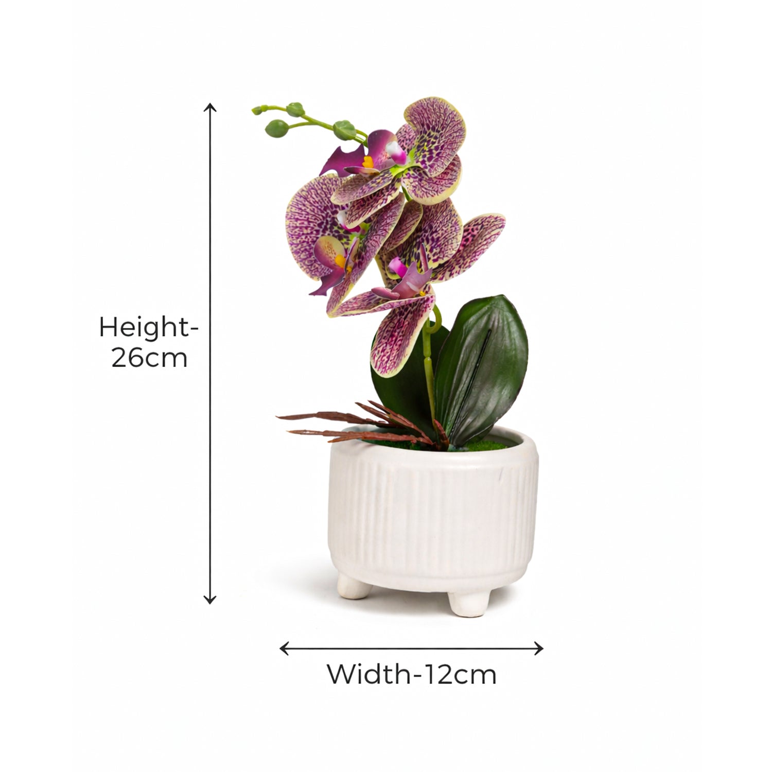 Pink & Purple Orchid Flowers With White Pot