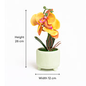Potted orchid plant with measurements on a white background