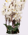 Artificial Flower Plant with White Pot, Blossoms, White, Plastic Plant - MARKET 99