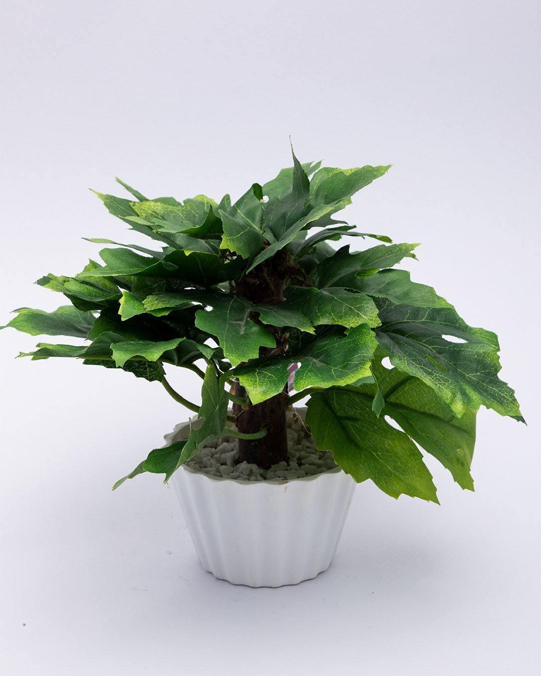 Artificial Plant, Mini Canadian & Mini Ficus Arrangement with White Pot, Green, Plastic Plant - MARKET 99