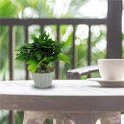 Artificial Plant, Mini Canadian & Mini Ficus Arrangement with White Pot, Green, Plastic Plant - MARKET 99