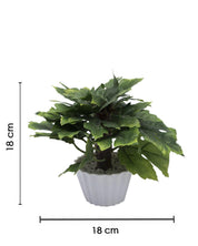 Artificial Plant, Mini Canadian & Mini Ficus Arrangement with White Pot, Green, Plastic Plant - MARKET 99