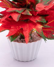 Artificial Plant, Mini Canadian & Mini Ficus Arrangement with White Pot, Multicolour, Plastic Plant - MARKET 99