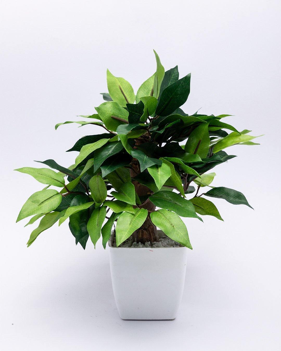 Artificial Plant, Money Leaf Arrangement with White Pot, Green, Plastic Plant - MARKET 99