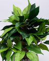 Artificial Plant, Money Leaf Arrangement with White Pot, Green, Plastic Plant - MARKET 99