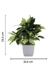 Artificial Plant, Money Leaf Arrangement with White Pot, Green, Plastic Plant - MARKET 99