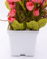 Artificial Plant with White Pot, Onion Rose, Pink, Plastic Plant - MARKET 99