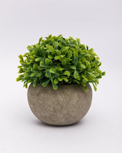 Market99 Artificial Flower with Pot, Green, Plastic - MARKET 99