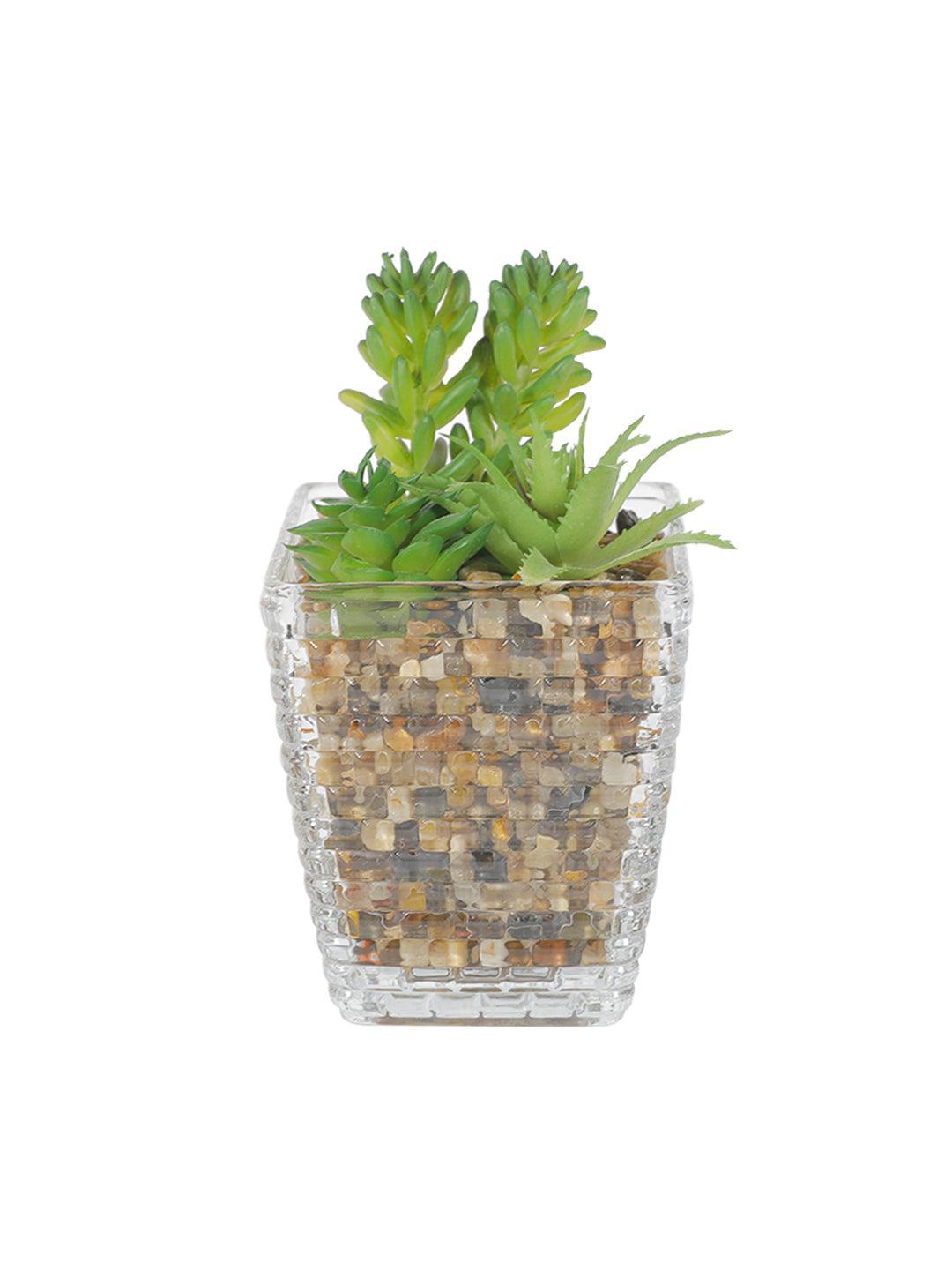 Market99 Fake Mini Succulent Plant With Glass Pot - MARKET 99
