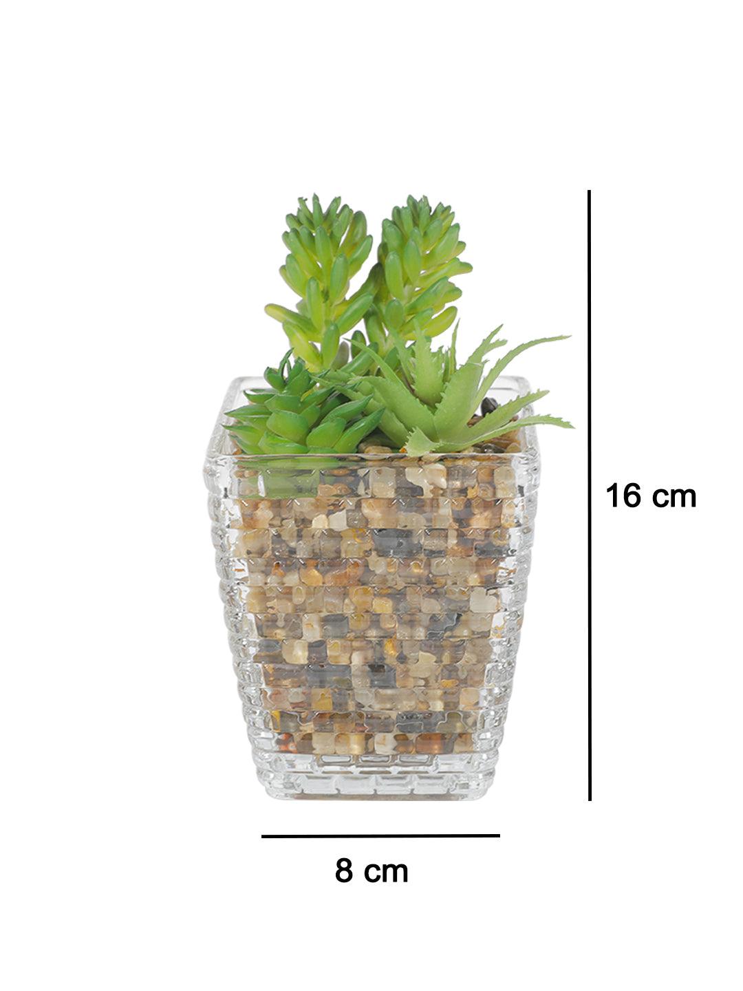 Market99 Fake Mini Succulent Plant With Glass Pot - MARKET 99