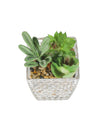 Market99 Fake Mini Succulent Plant With Glass Pot - MARKET 99