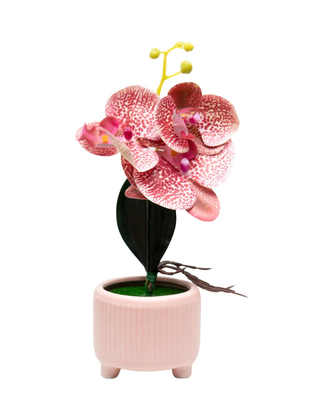 Orchid Flowers With Lightgreen Pot - MARKET 99