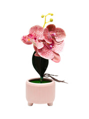 Orchid Flowers With Lightgreen Pot - MARKET 99