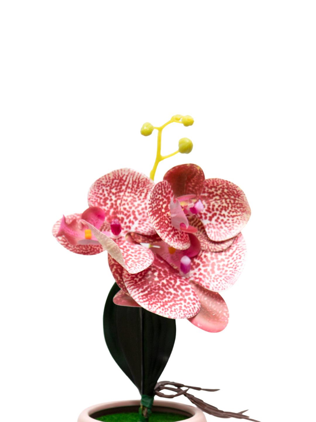 Orchid Flowers With Lightgreen Pot - MARKET 99
