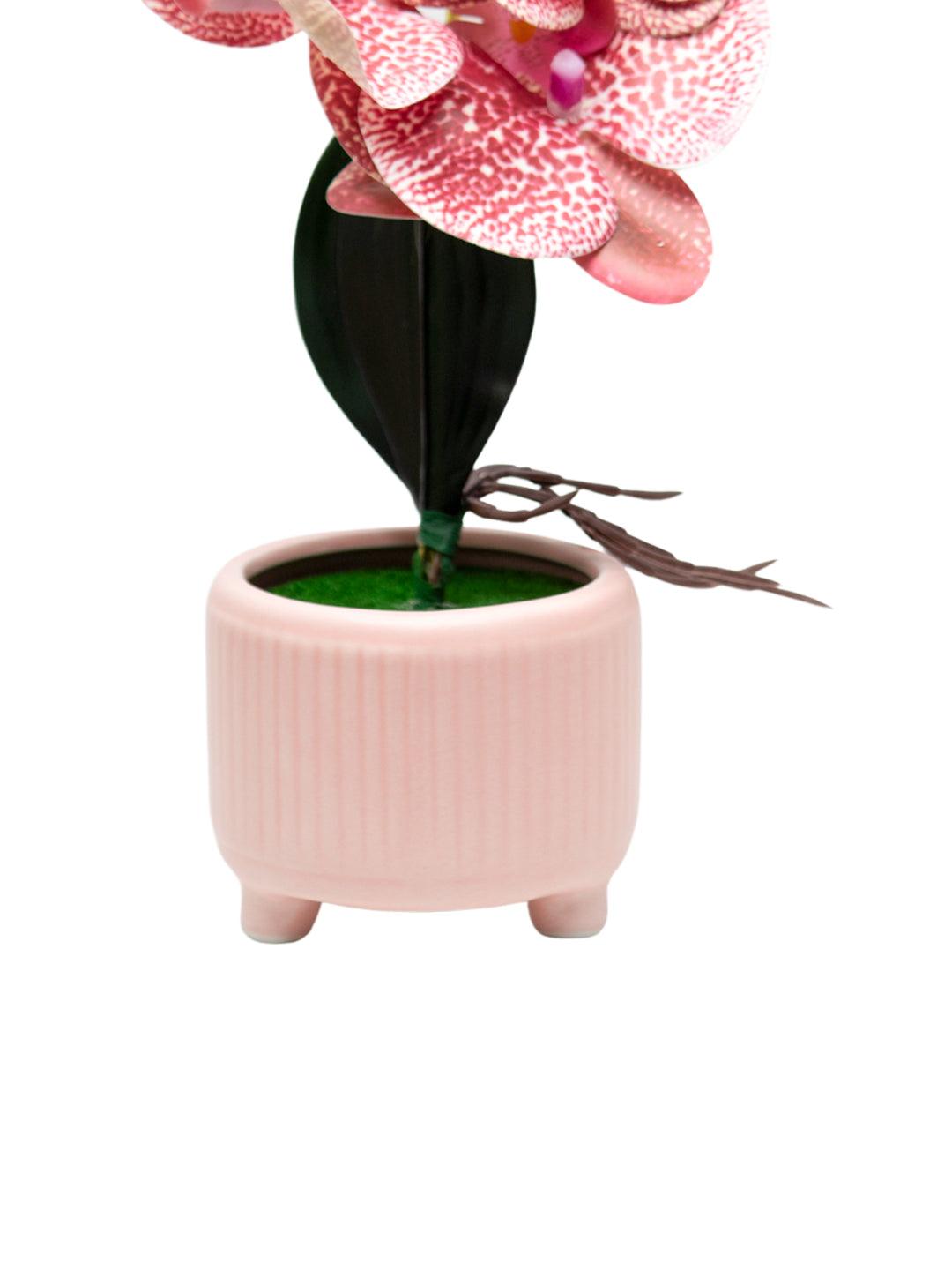 Orchid Flowers With Lightgreen Pot - MARKET 99