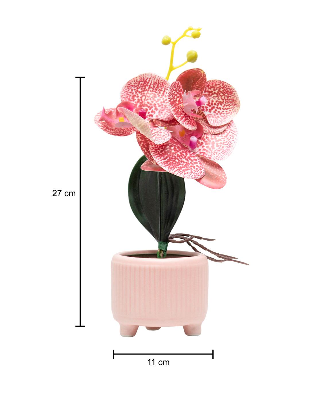 Orchid Flowers With Lightgreen Pot - MARKET 99