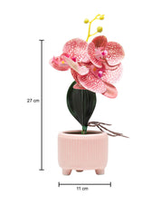 Orchid Flowers With Lightgreen Pot - MARKET 99